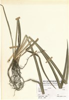 藏品(石菖蒲)的圖片